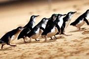 croppedimage180120 nav attr penguins