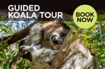 2562 Koala Tour Home Page Slider 0425 1