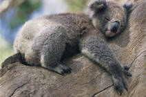 NP KCR 4212816055 KoalaSleeping