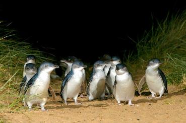 Underground Penguins